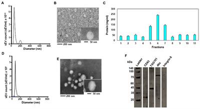 The RNA cargo in small extracellular vesicles from chicken eggs is bioactive in C57BL/6 J mice and human peripheral blood mononuclear cells ex vivo